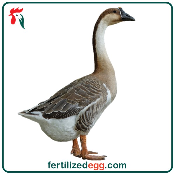 تخم نطفه دار قو غاز اکراینی 